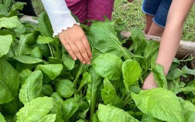 Farm Stops and Celebration Salads: Students, Farmers and Community Collaborate to Create a Strong School Food System in SE Indiana