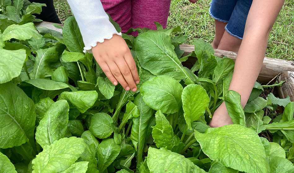 two children, hands in garden of green leaf vegetables